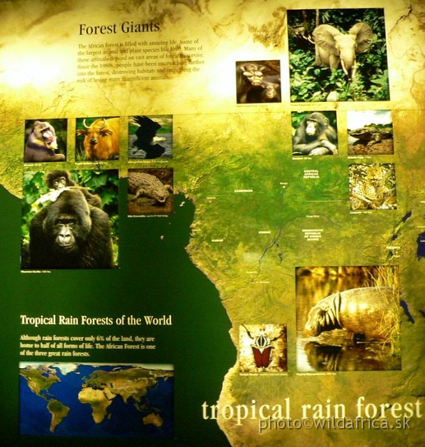 congo edu 03.jpg - Forest Giants.